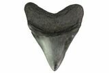 Fossil Megalodon Tooth - Georgia #144303-2
